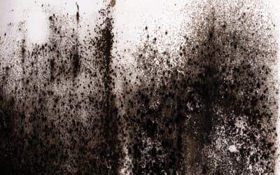 mold prevention cleaning